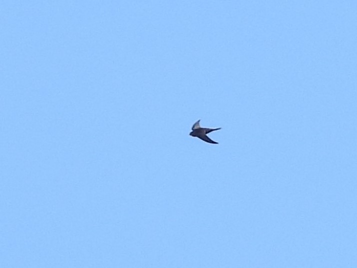 Apus/Tachymarptis sp. - ML539920281