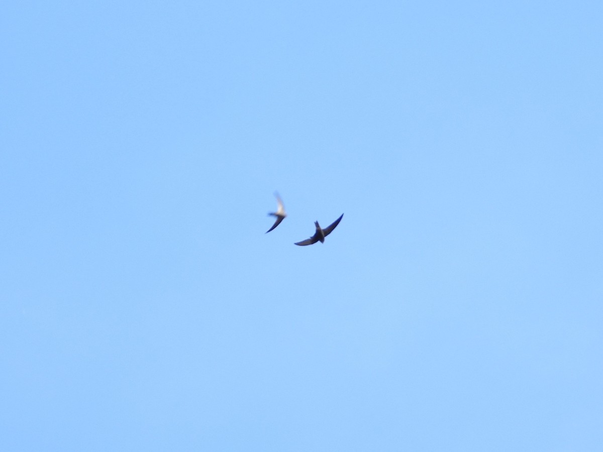 Apus/Tachymarptis sp. - ML539920301