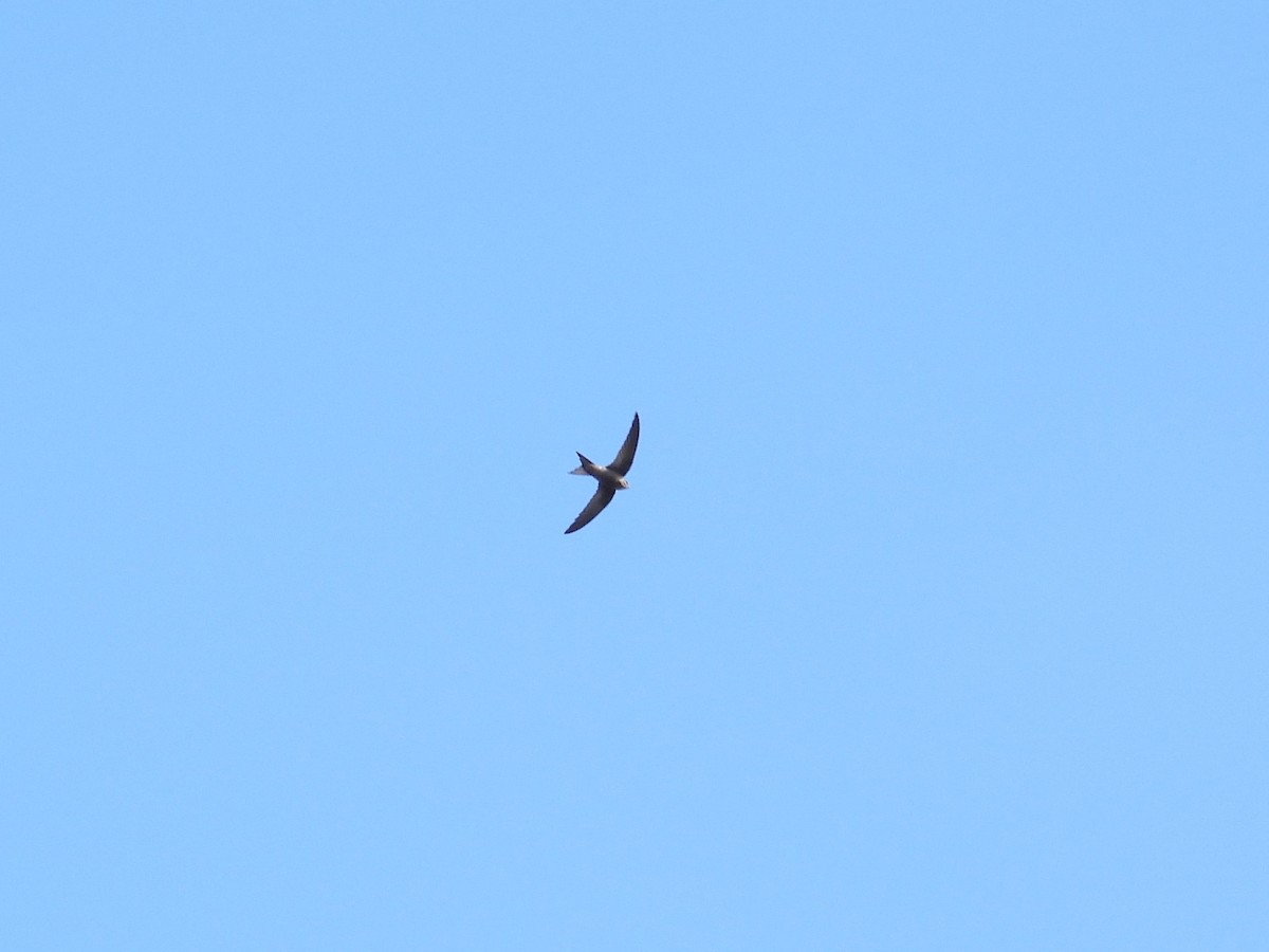 Apus/Tachymarptis sp. - ML539920311