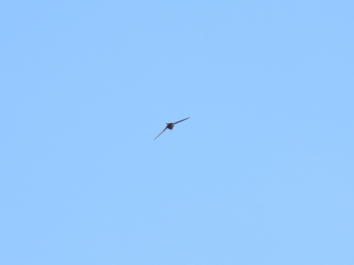 Apus/Tachymarptis sp. - ML539920321