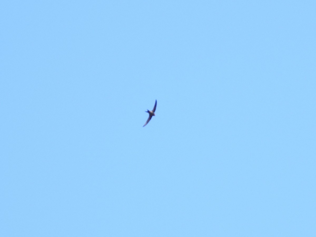 Apus/Tachymarptis sp. - ML539920331