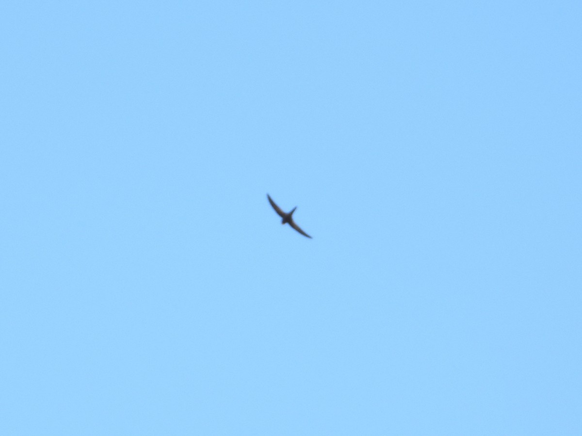 Apus/Tachymarptis sp. - ML539920341