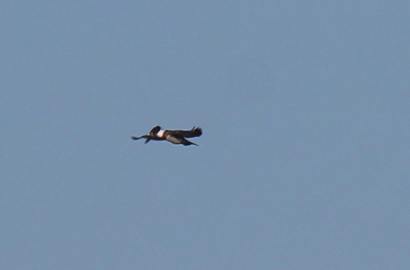 Belted Kingfisher - ML539921611