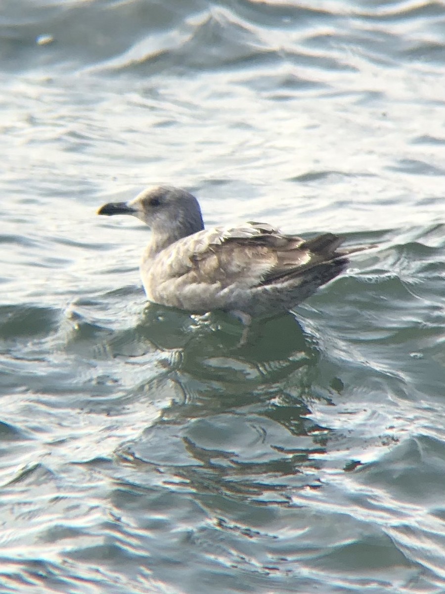 Herring Gull (American) - ML539921951