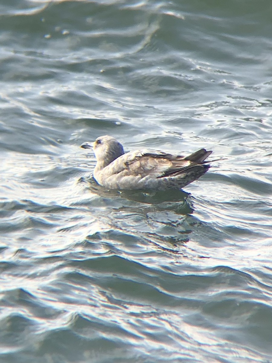 Herring Gull (American) - KZ F