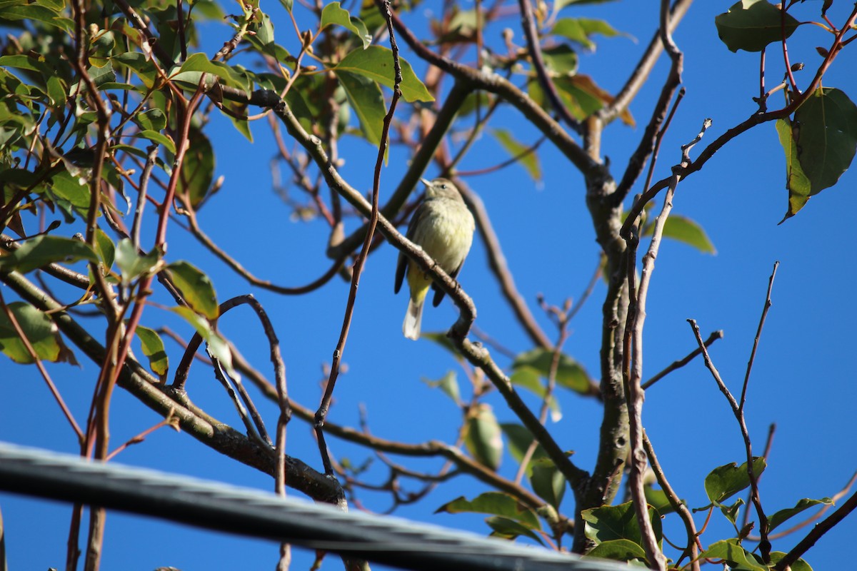 Palm Warbler - ML539922551