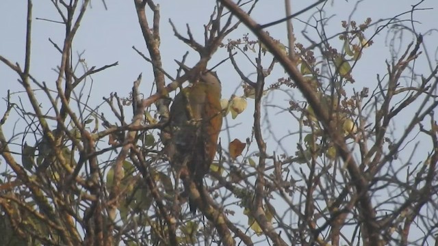 Streak-throated Woodpecker - ML539922641