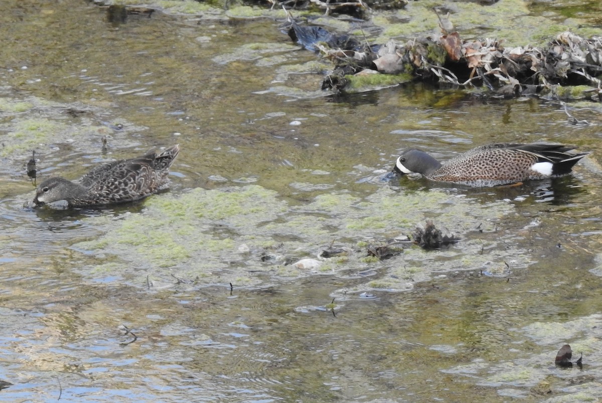 Blue-winged Teal - ML53992311