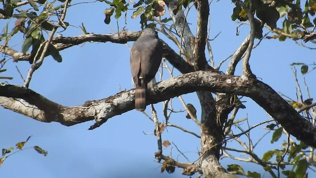 Crested Goshawk - ML539923571