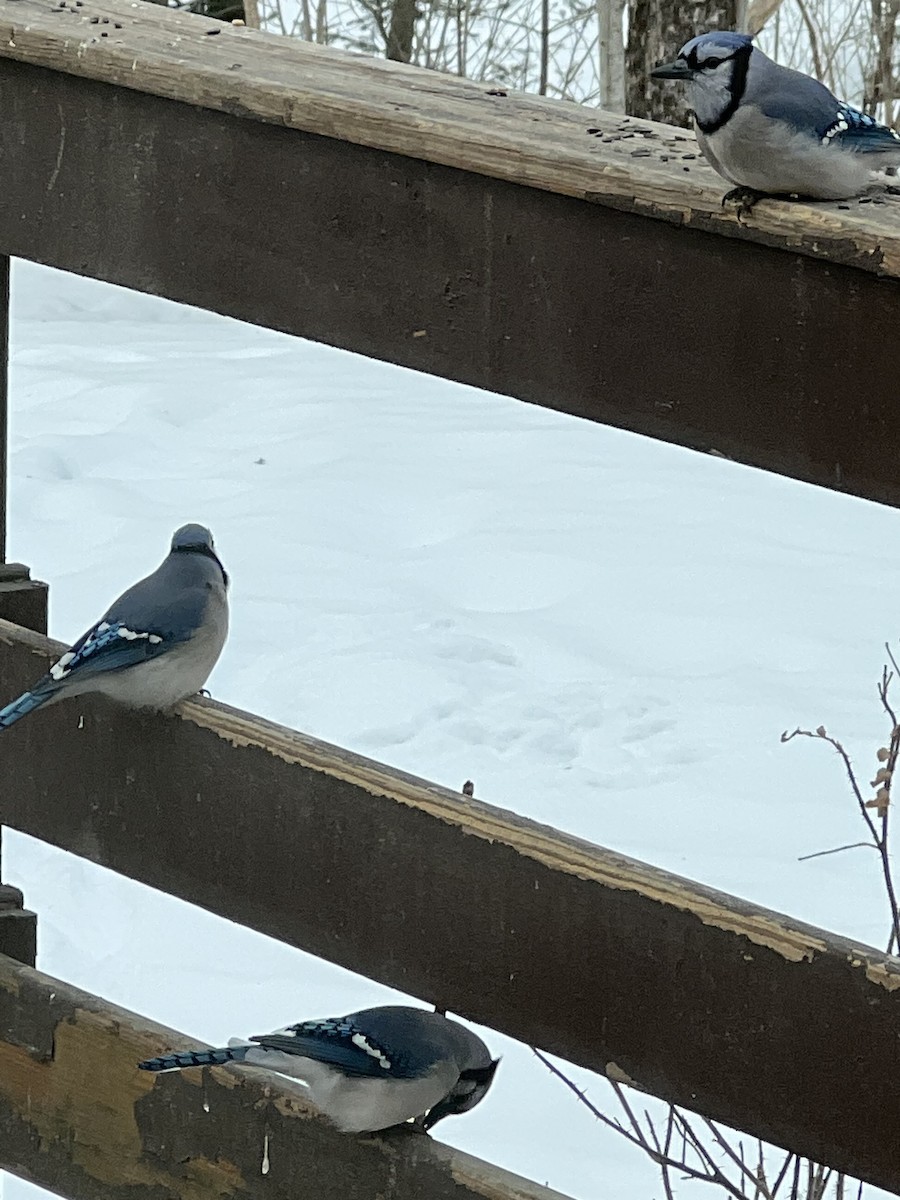 Blue Jay - ML539923671