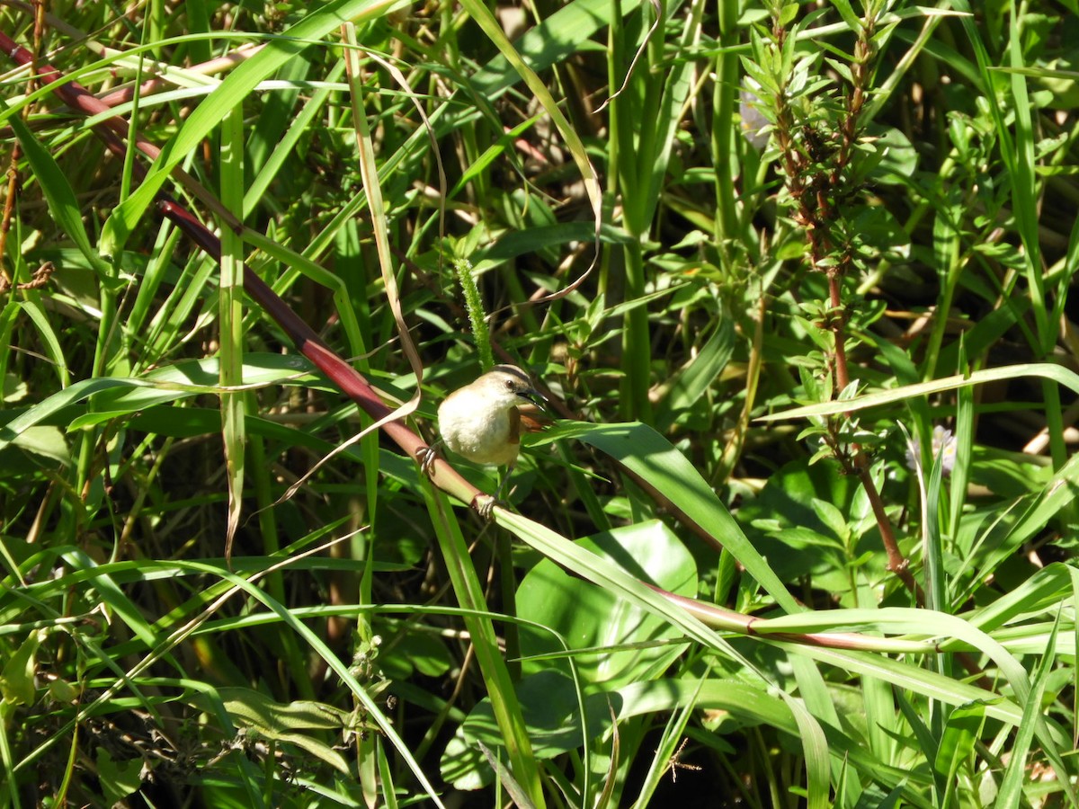 Yellow-chinned Spinetail - Silvia Enggist