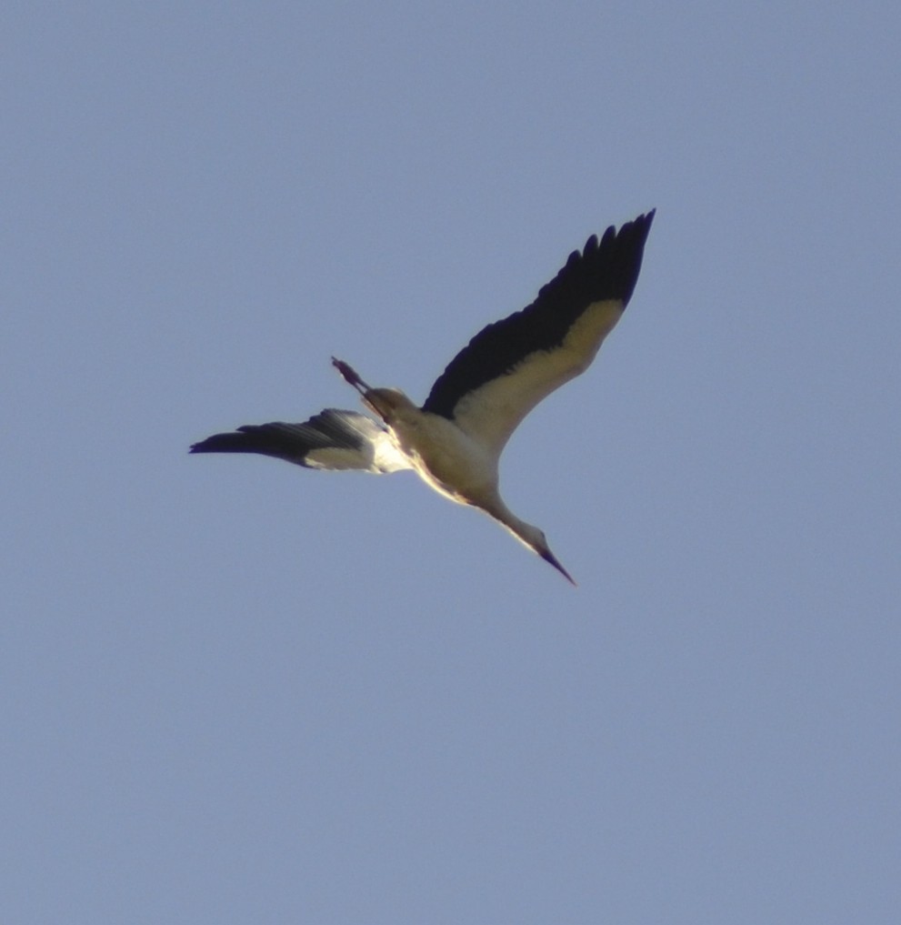 White Stork - ML539925051