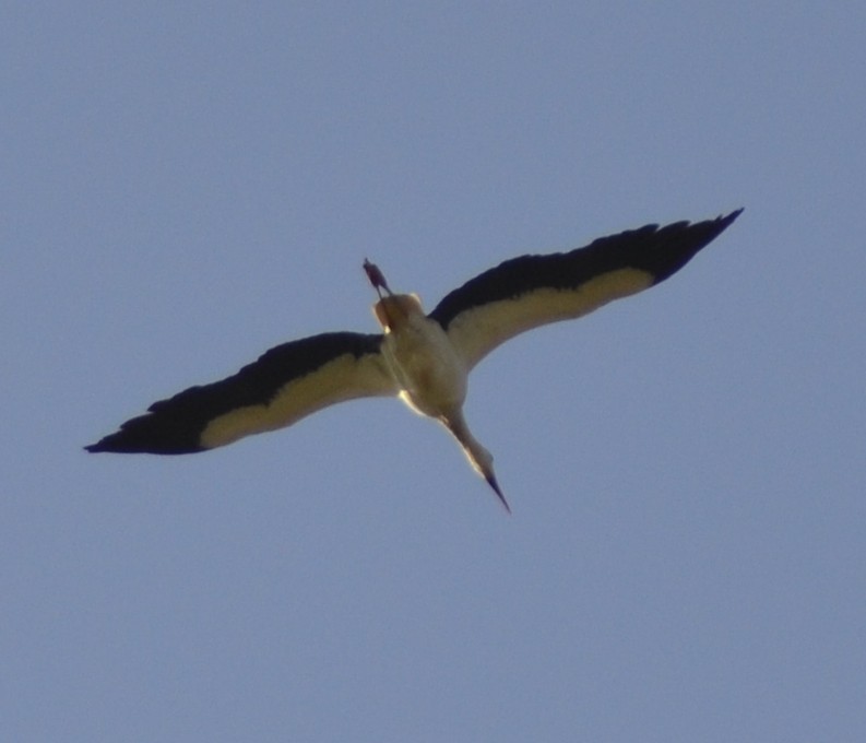 White Stork - Rubén Blázquez Comisaña