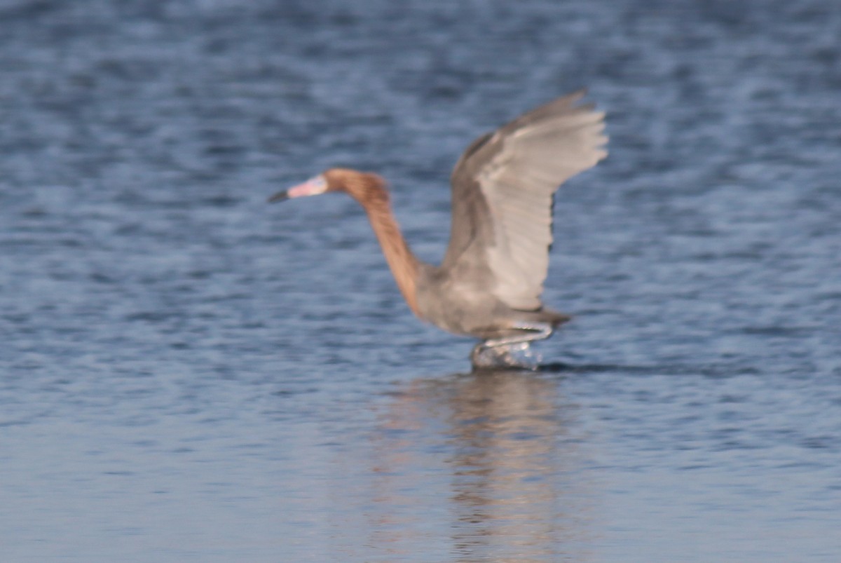 Reddish Egret - ML539925121