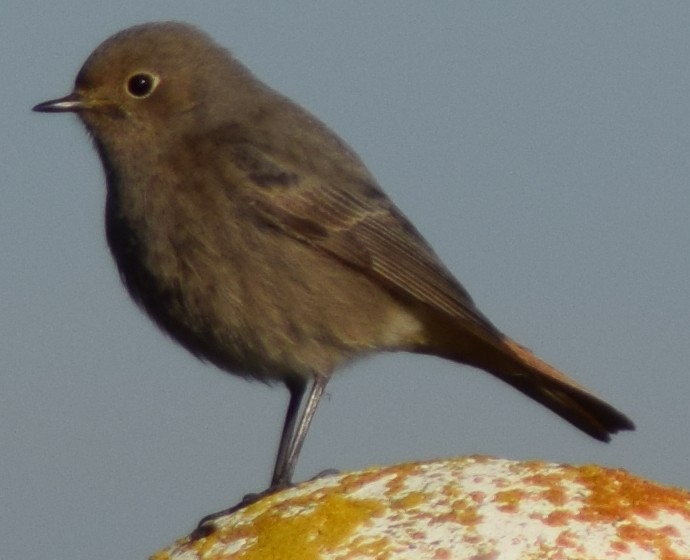 Black Redstart - ML539925671