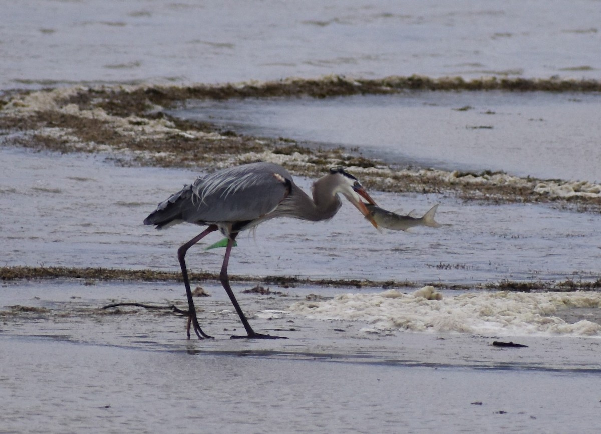 Great Blue Heron - ML539925811