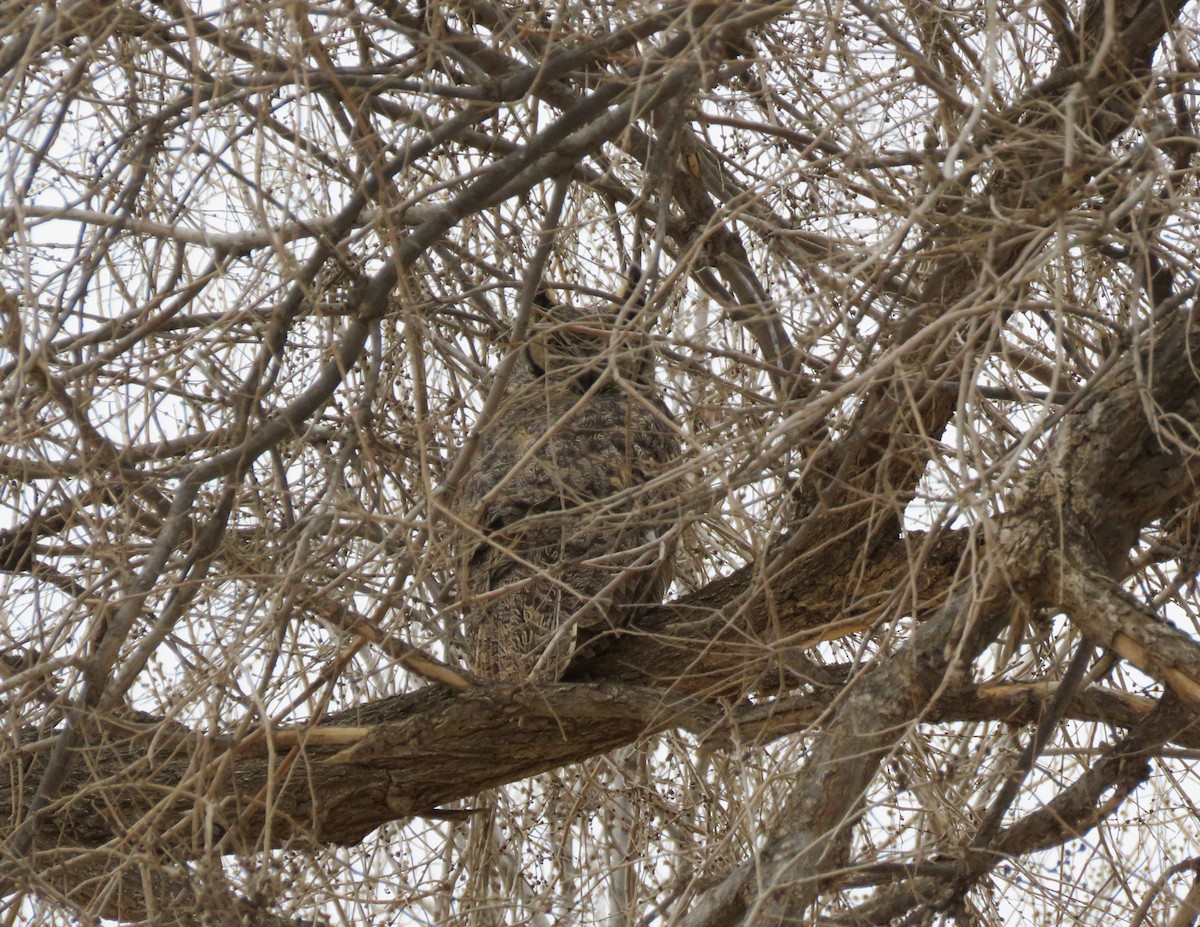 Great Horned Owl - Anthony  Hewetson