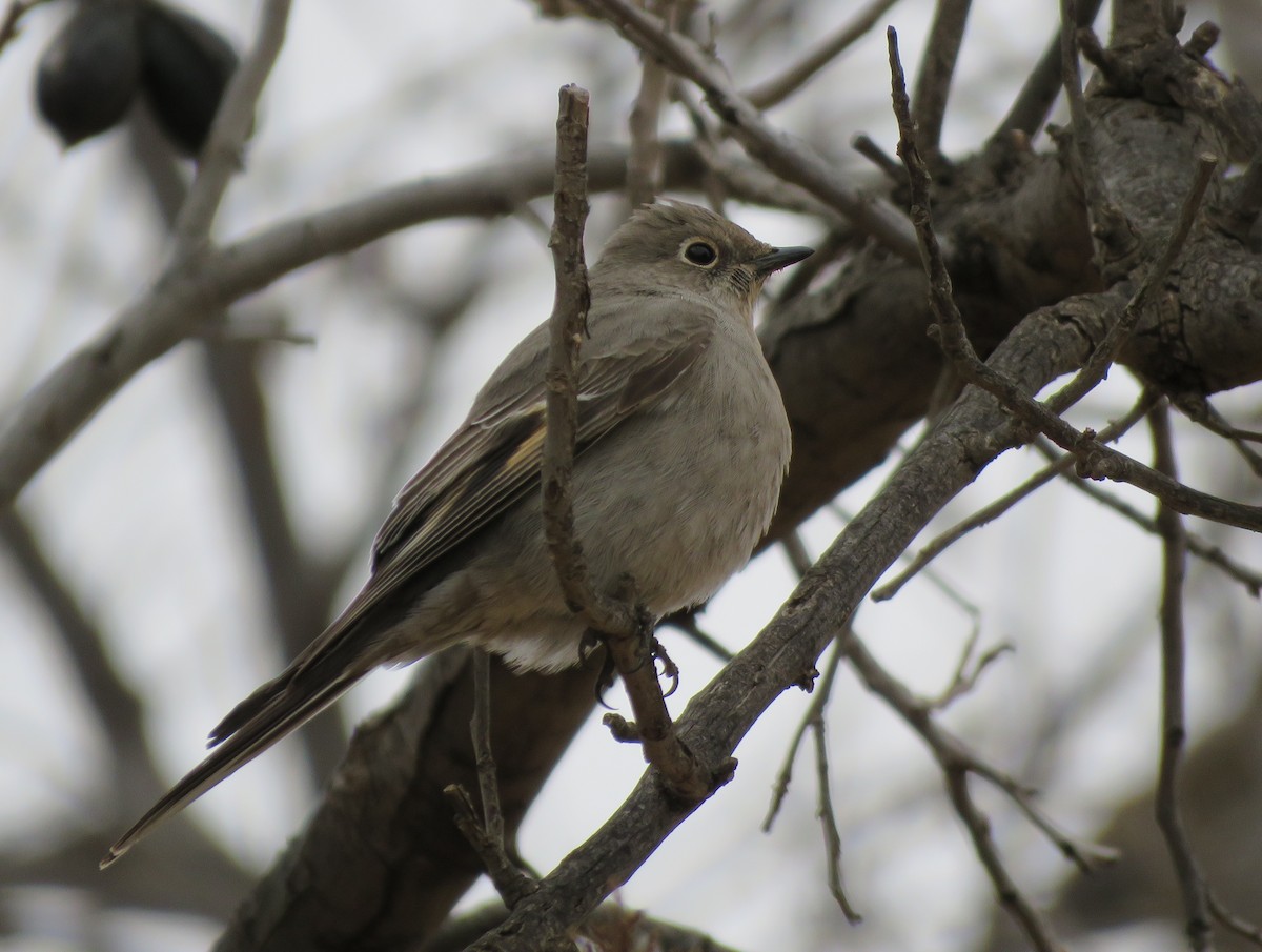 Townsend's Solitaire - ML539926601