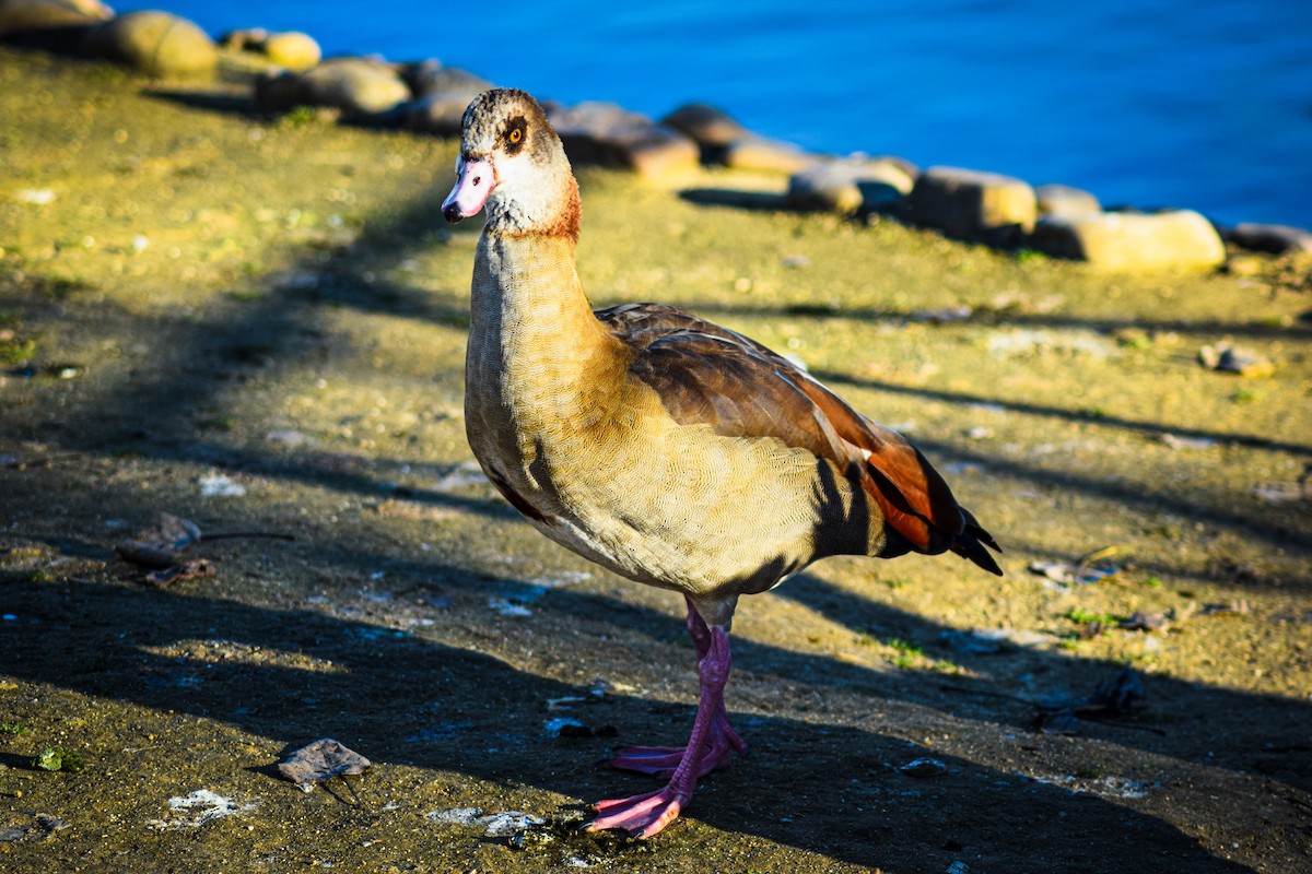 Egyptian Goose - ML539926931