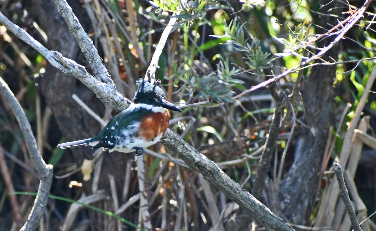 Green Kingfisher - ML539927311