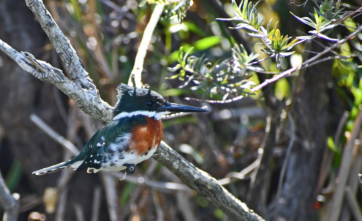 Green Kingfisher - ML539927331