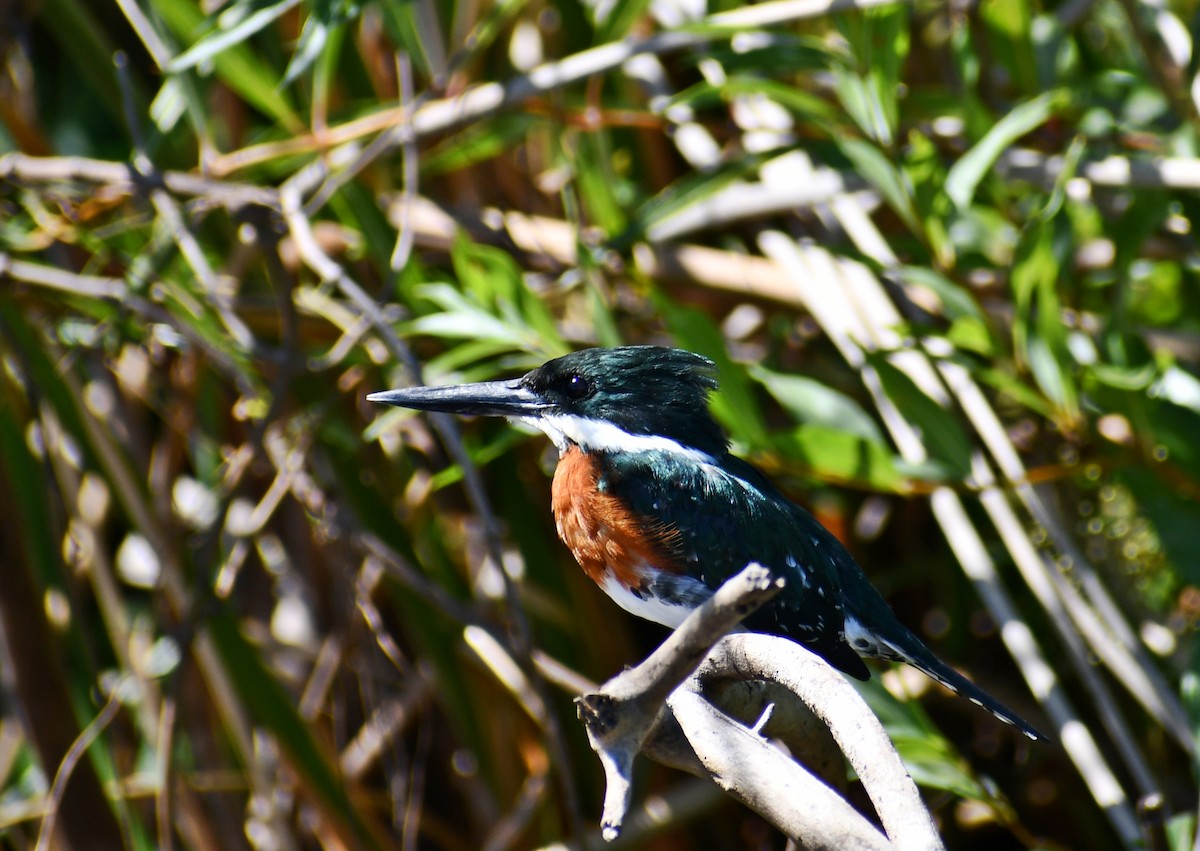 Green Kingfisher - ML539927371