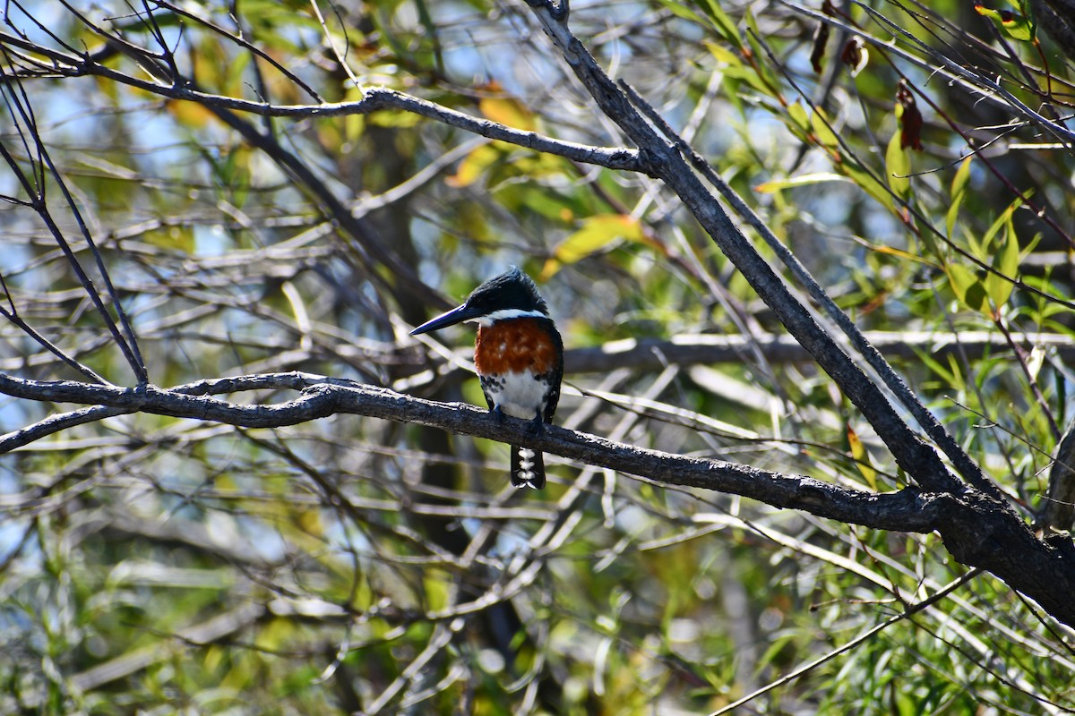 Green Kingfisher - ML539927391