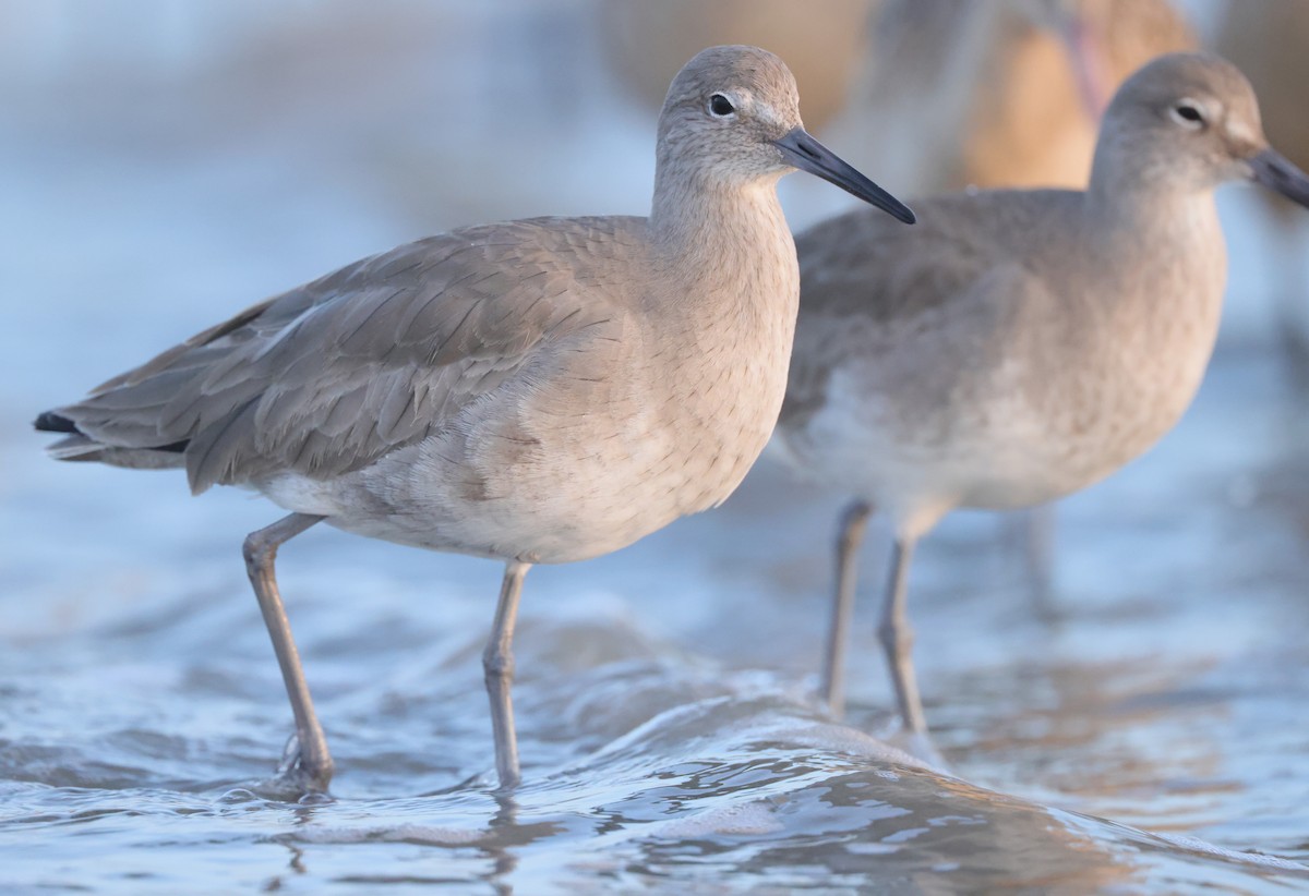 Willet - ML539927461