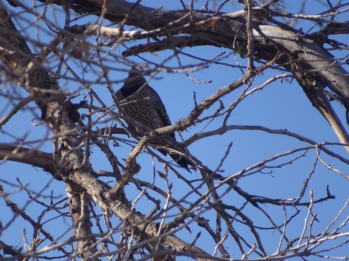 Northern Flicker - ML539929181