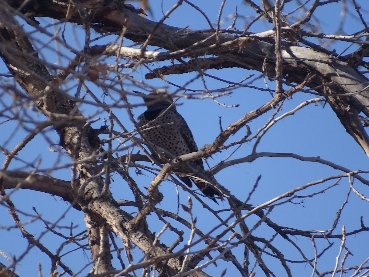 Northern Flicker - ML539929191