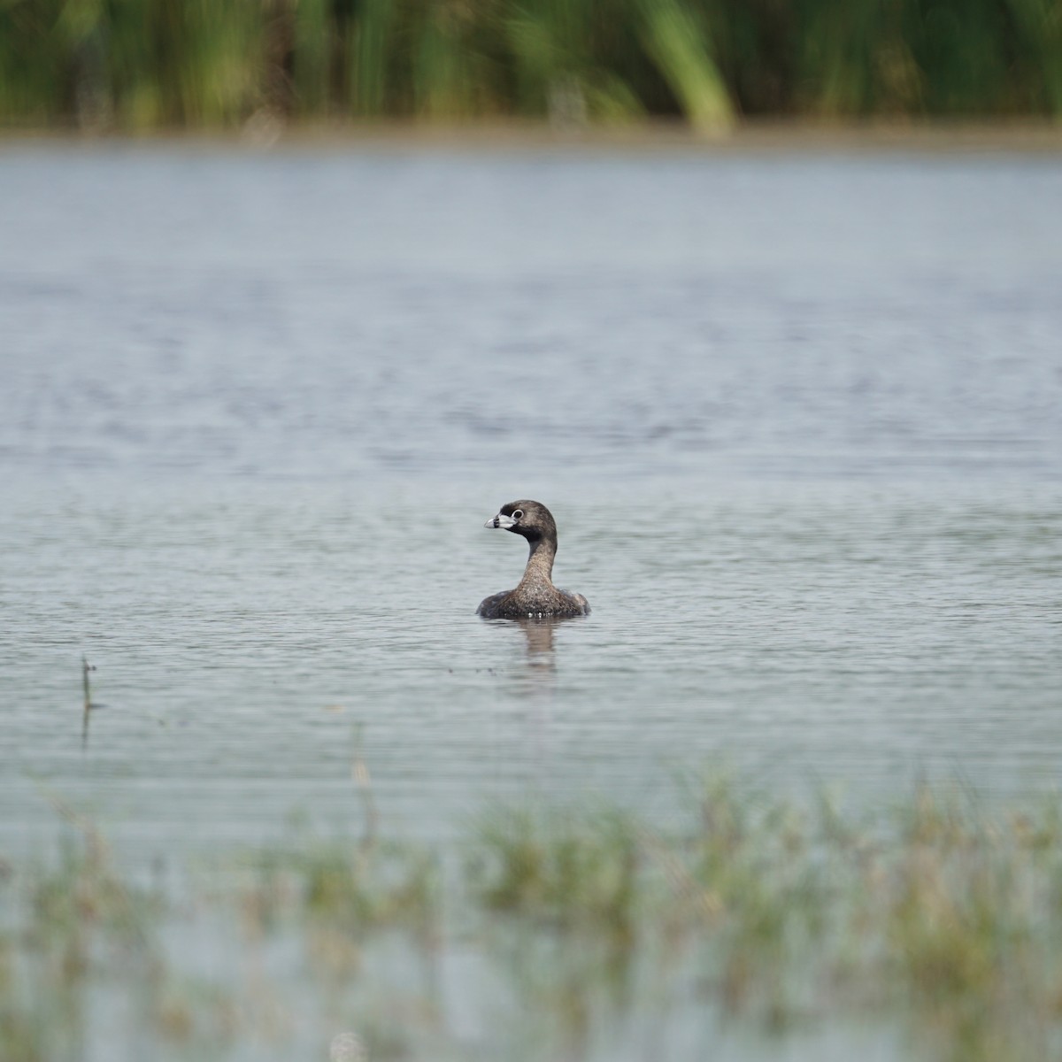 Pied-billed Grebe - ML539930171