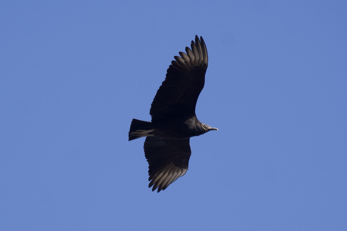 Black Vulture - ML539930341