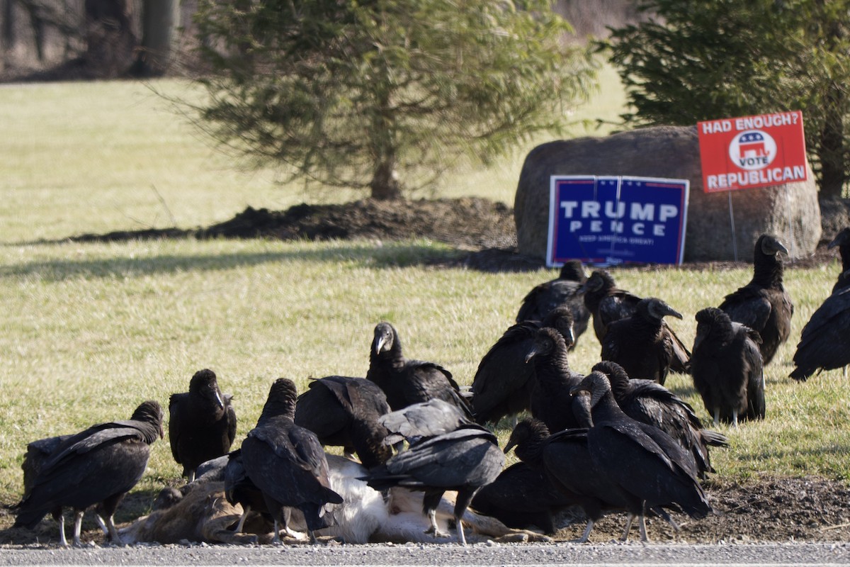 Black Vulture - ML539930351