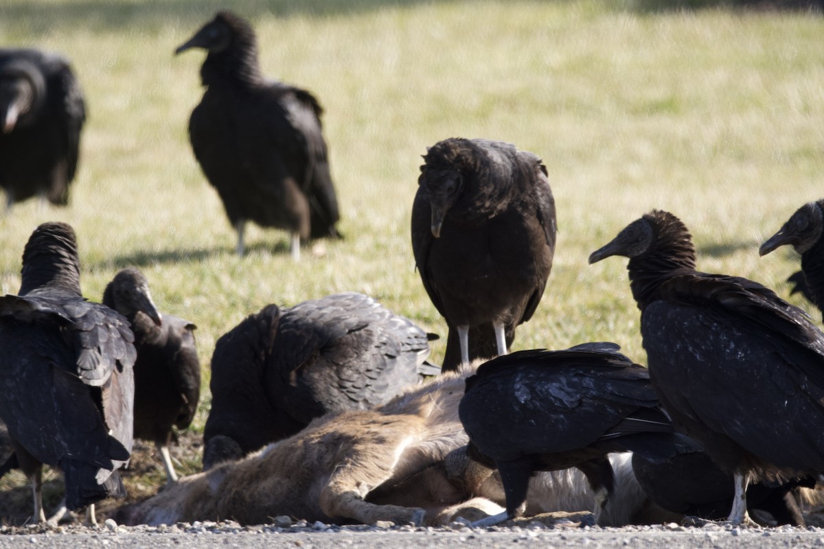 Black Vulture - ML539930361