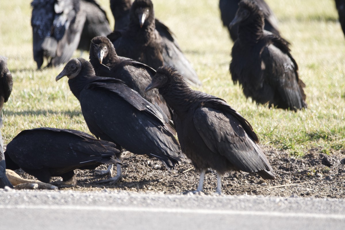 Black Vulture - ML539930371