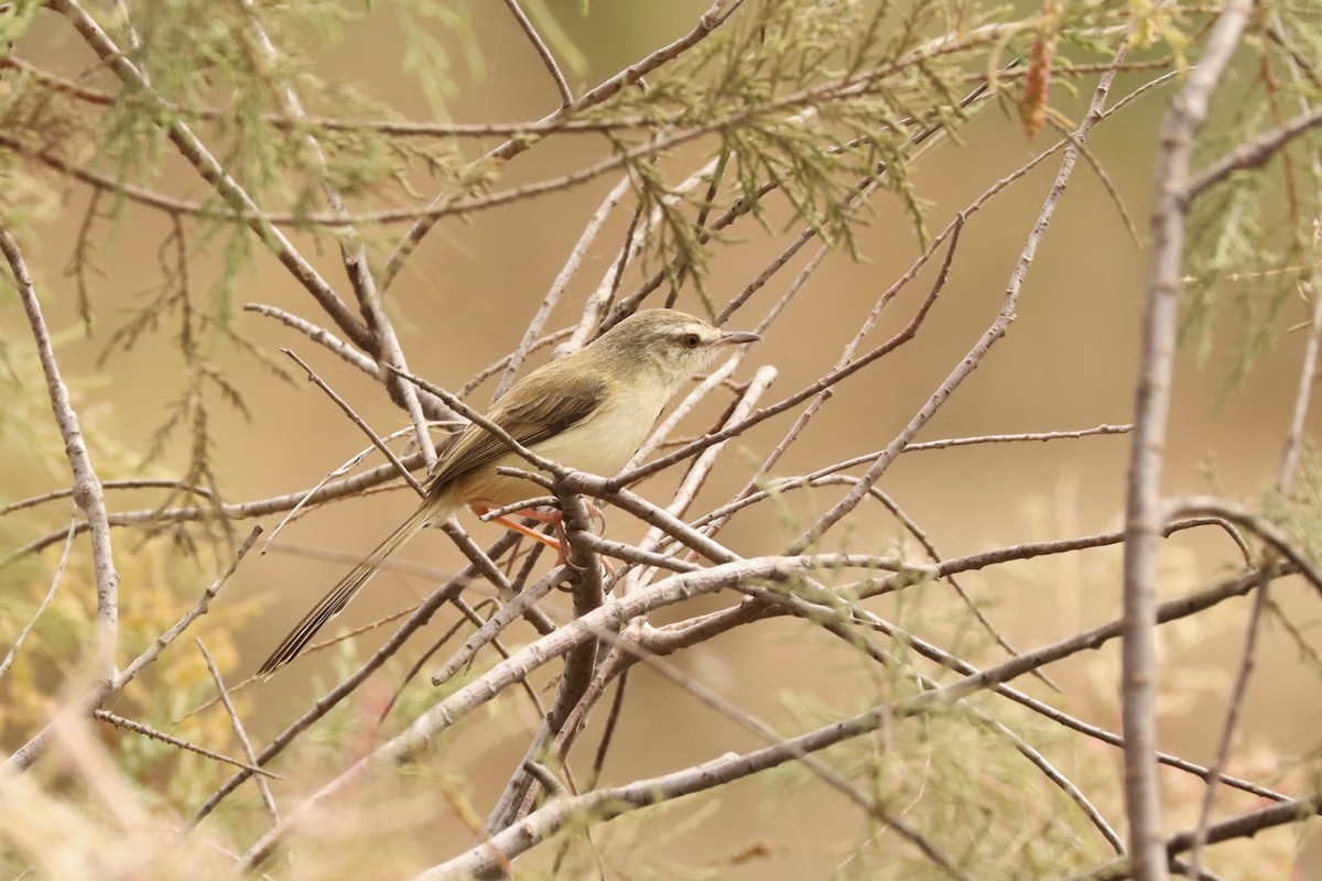 River Prinia - ML539930561