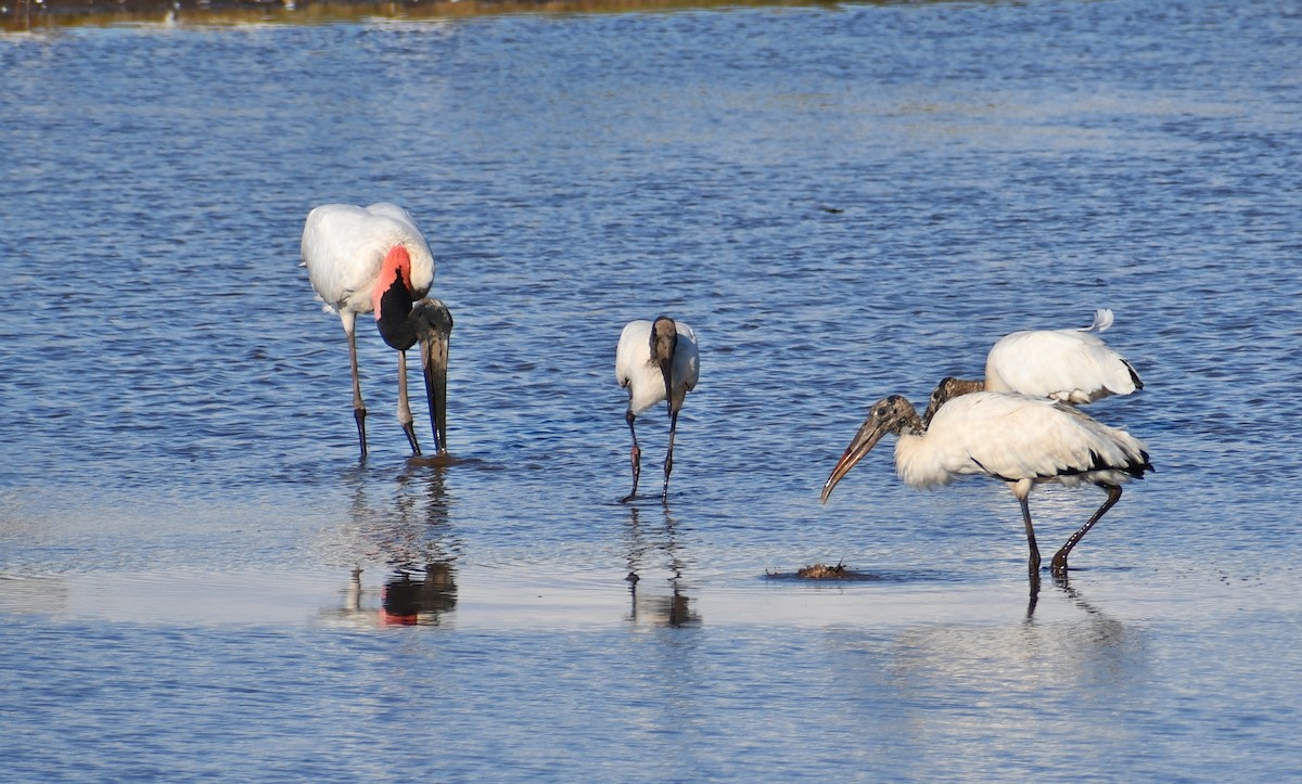 Jabiru - ML539930891