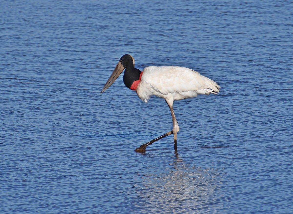 Jabiru - ML539930911