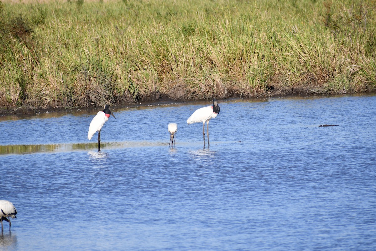 Jabiru - ML539930921