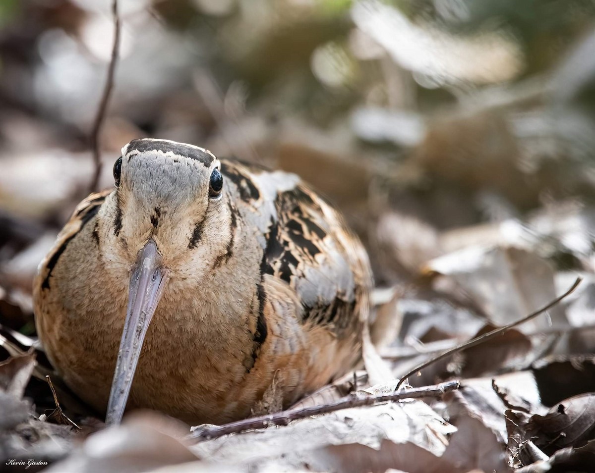 American Woodcock - ML539930991