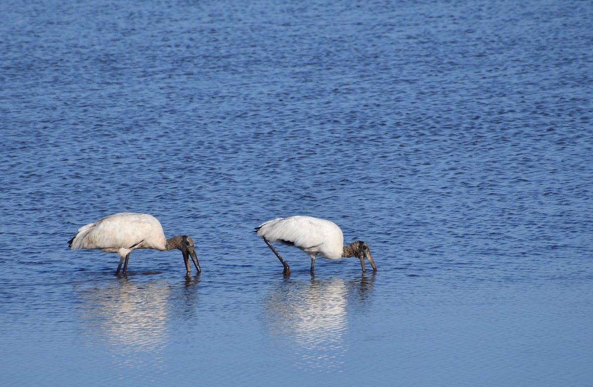 Wood Stork - ML539931171