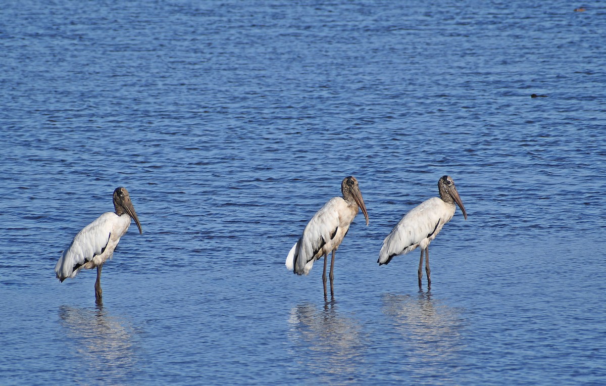 Wood Stork - ML539931181