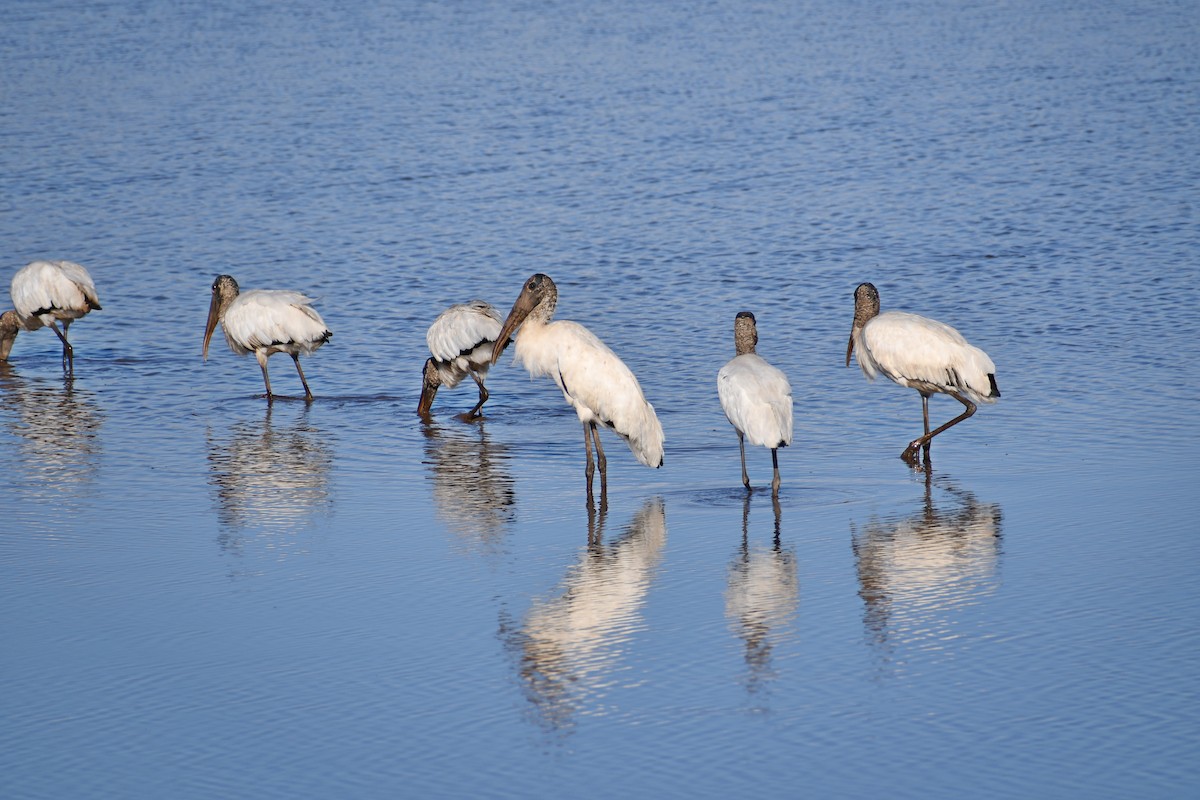 Wood Stork - ML539931201