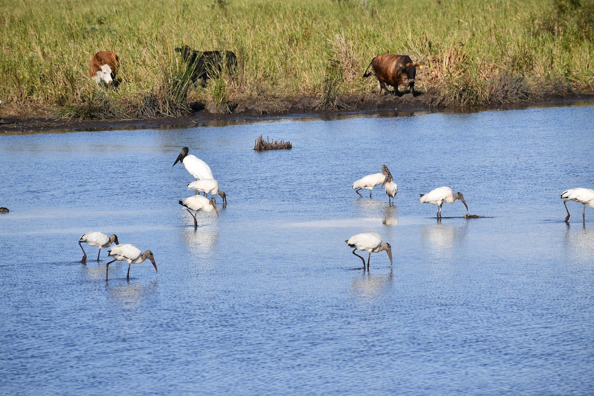 Wood Stork - ML539931211