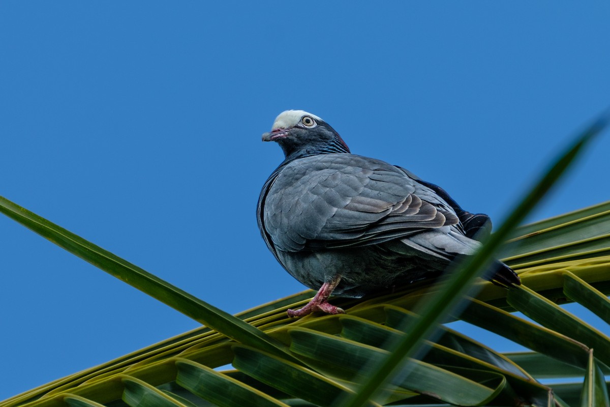 Pigeon à couronne blanche - ML539931481