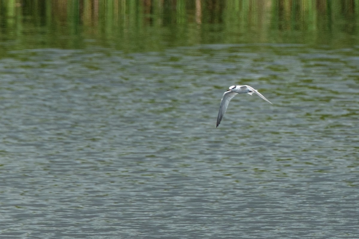 Least Tern - Robert Johnson