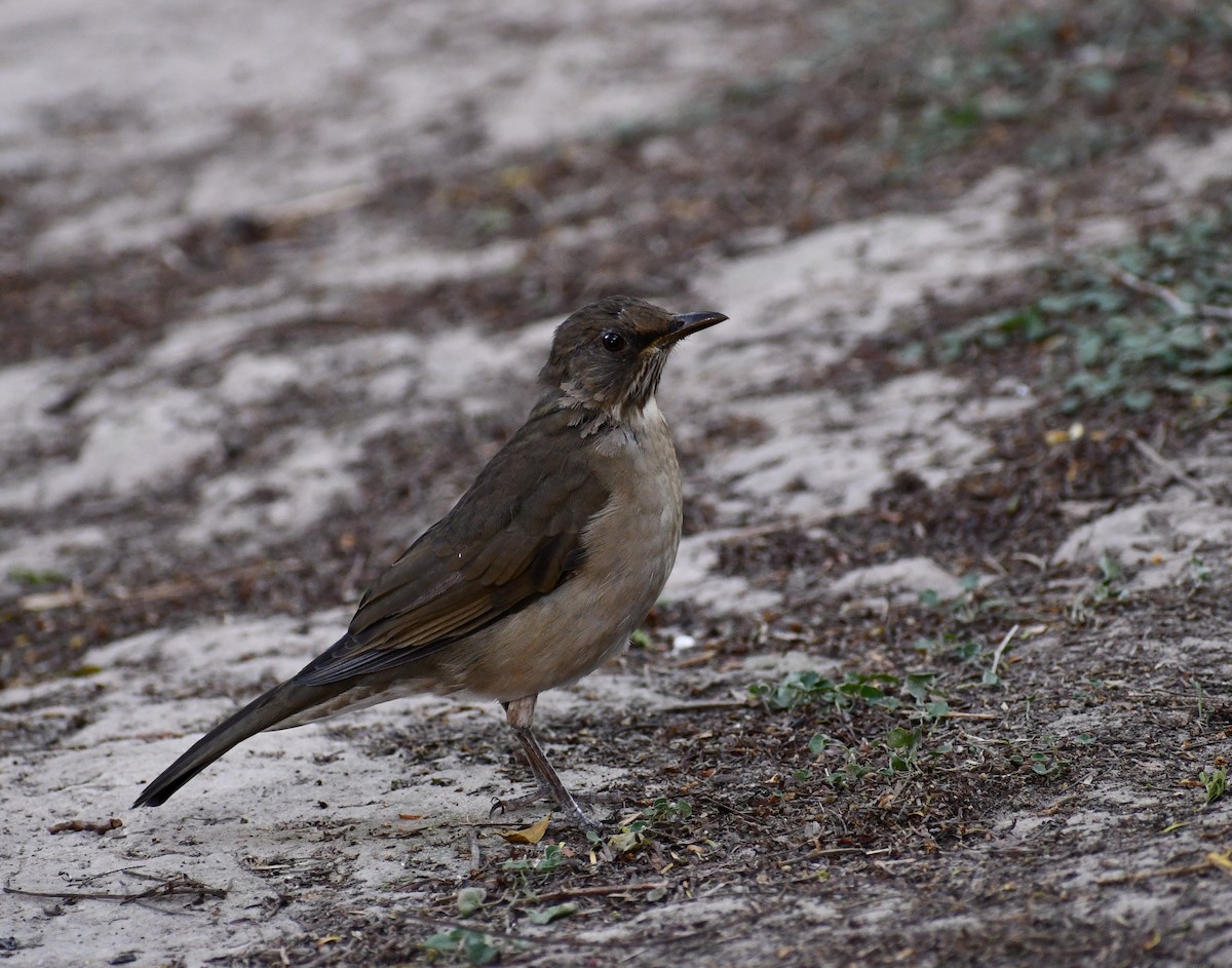 Rufous-bellied Thrush - ML539931581