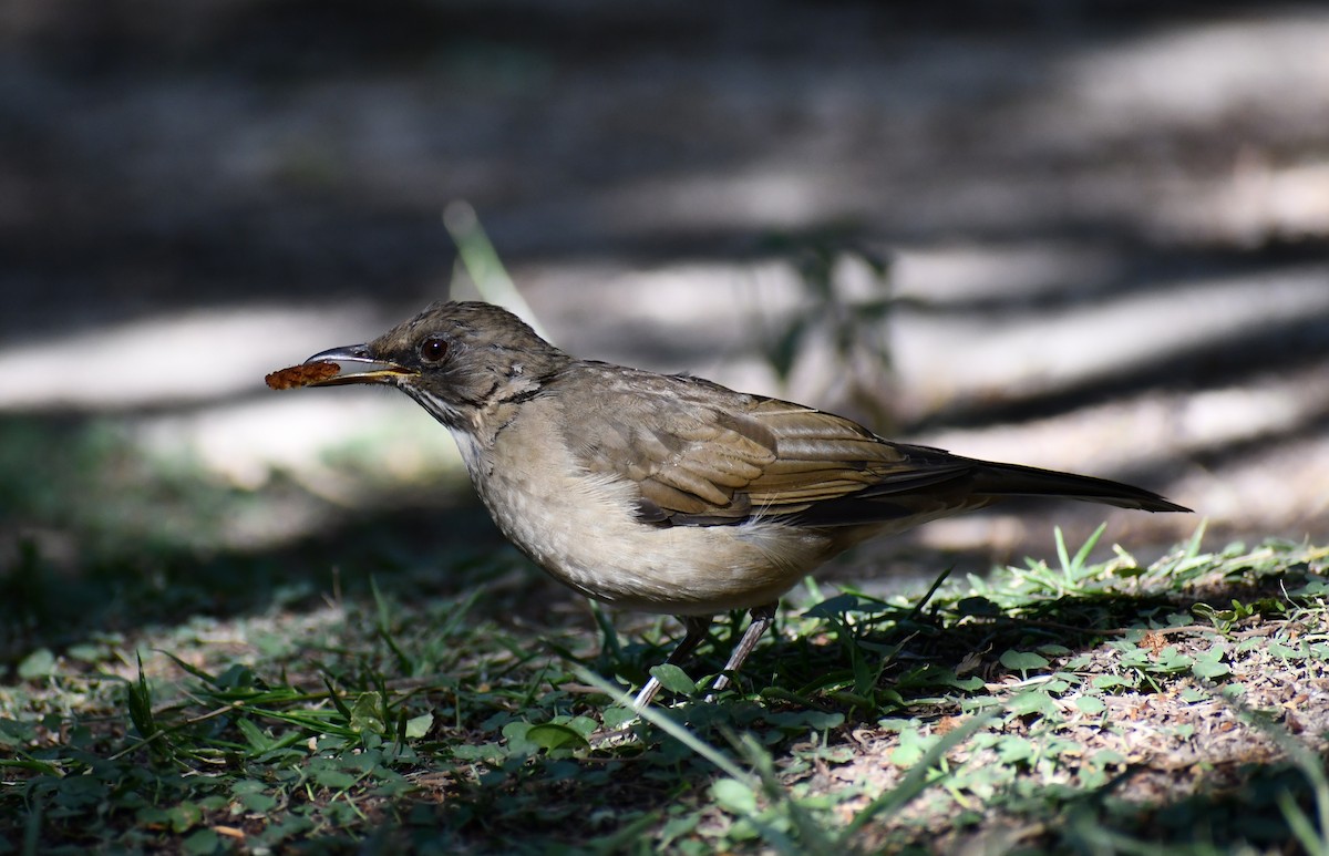 Rufous-bellied Thrush - Anonymous