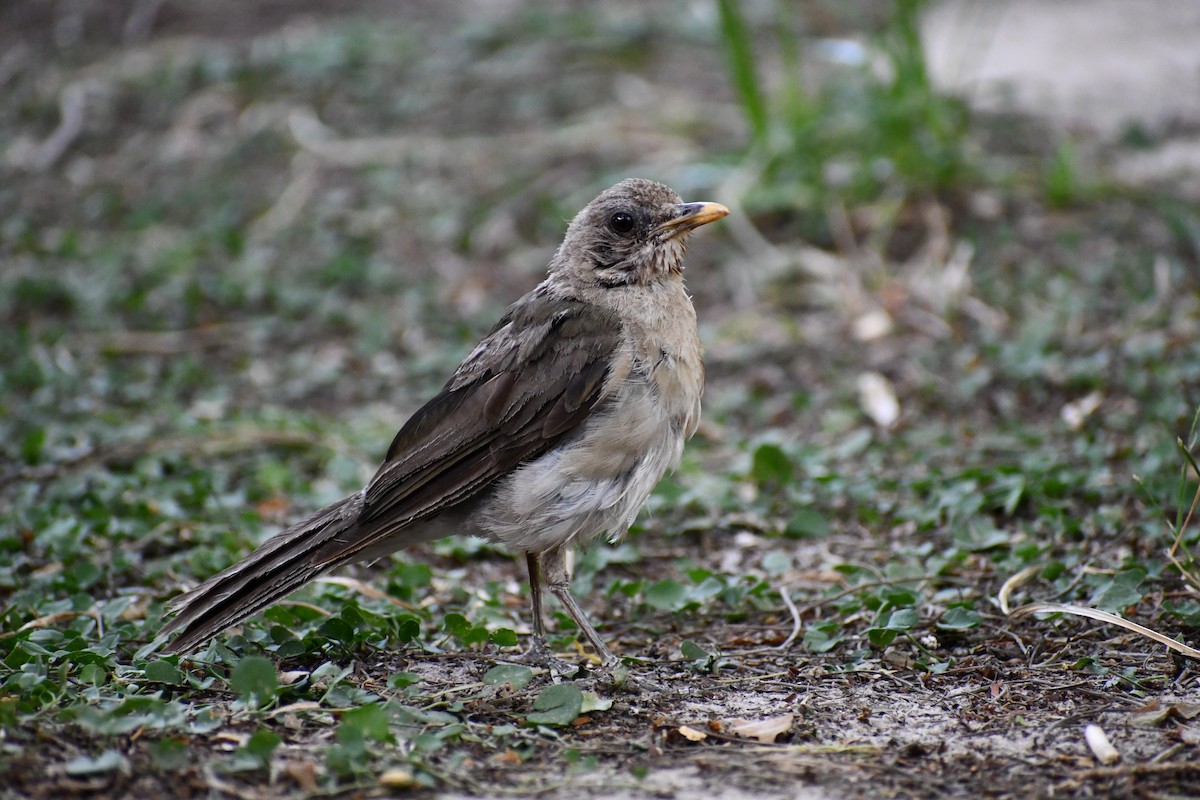 Rufous-bellied Thrush - ML539931641