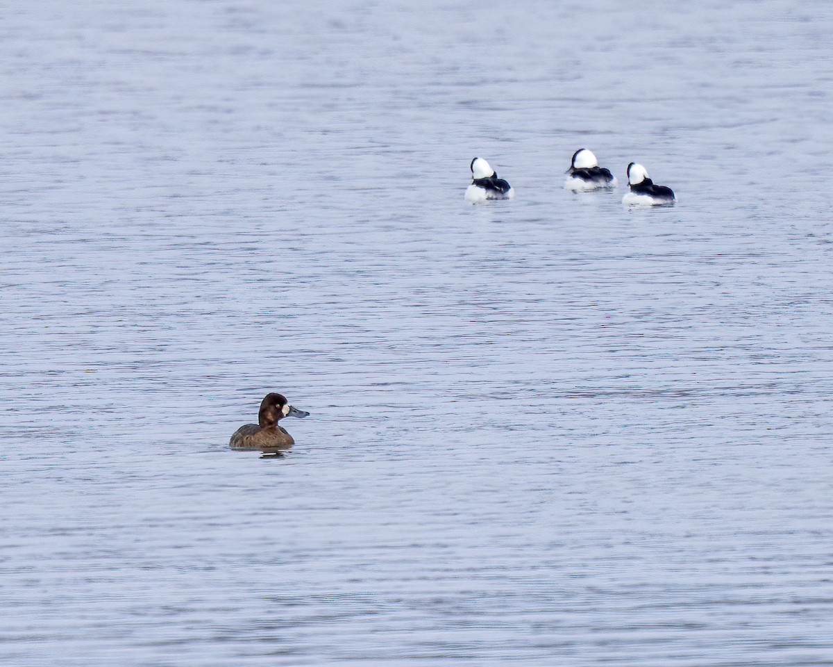 Lesser Scaup - ML539931701